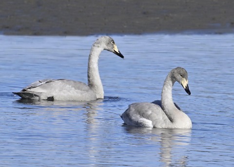 オオハクチョウ幼鳥3267