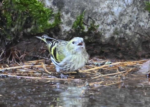 マヒワ♀7727