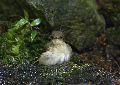 キビタキ♀3269