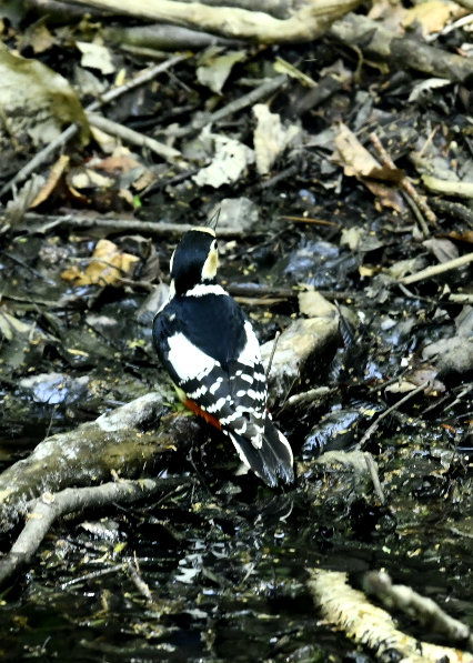 アカゲラ♀9501