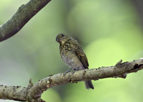 オオルリ♀幼鳥1238