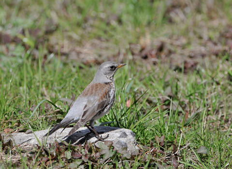 ノハラツグミ1781