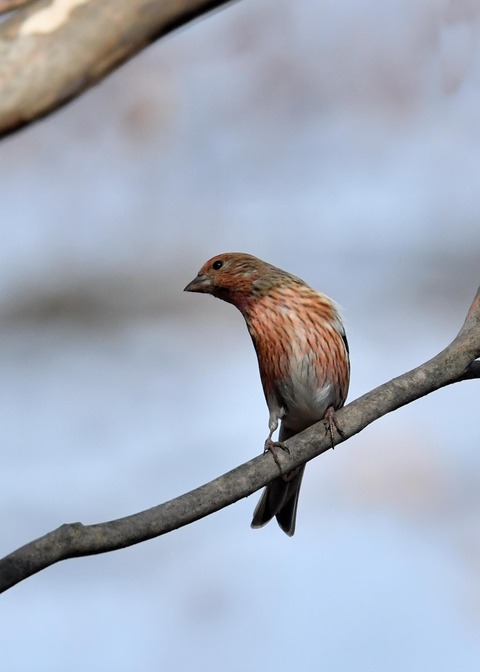 オオマシコ♀4656