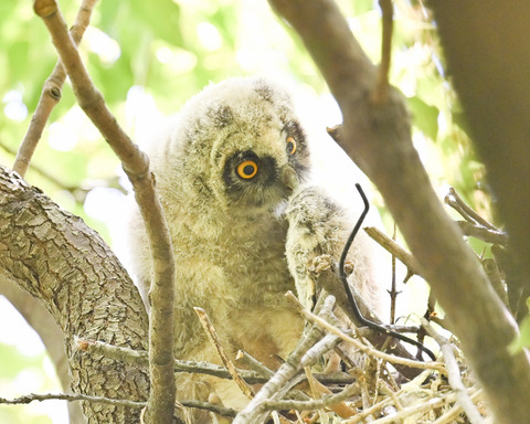トラフズクのひな②2683