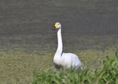 オオハクチョウ8244