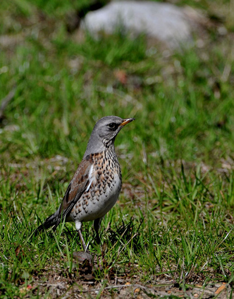 ノハラツグミ1772