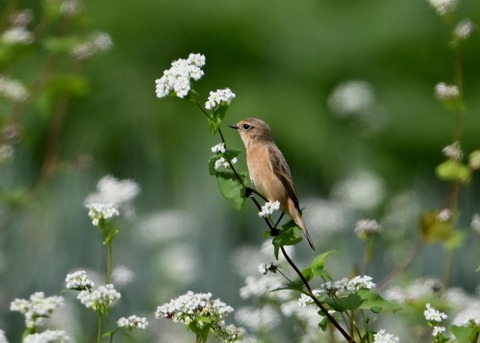 ノビタキ♀3976