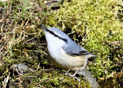 ゴジュウカラ7681