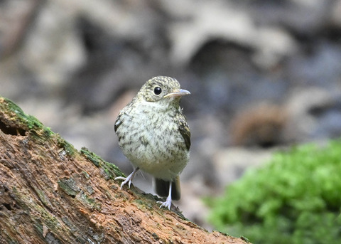 キビタキ幼鳥2672