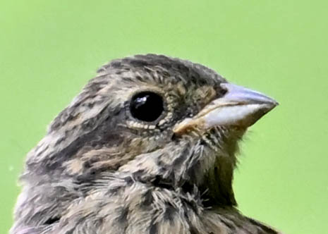 ホオジロ幼鳥3001