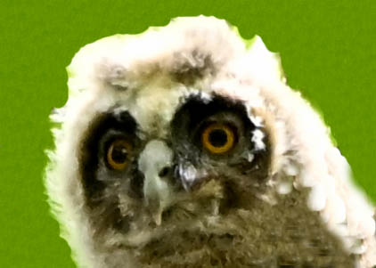 トラフズクのヒナ1000