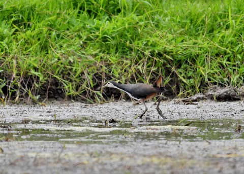 シロハラクイナ9363◎