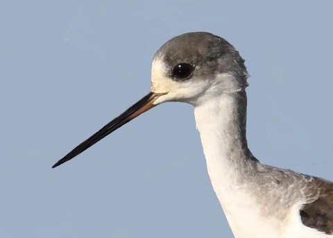 セイタカシギ幼鳥2000