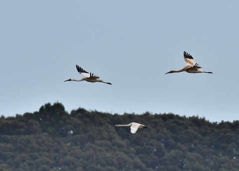 飛ぶ・ソデグロヅル8012