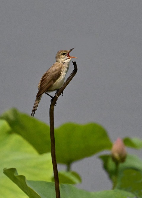 オオヨシキリ1992