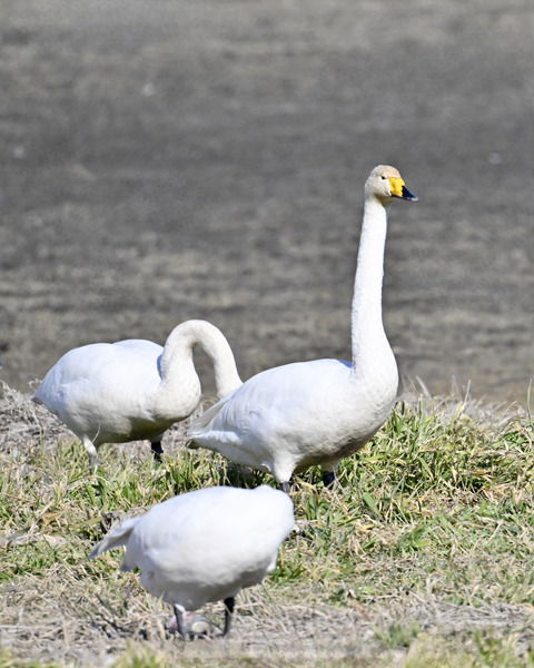 オオハクチョウ3066