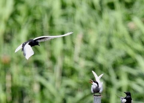 ハジロクロハラアジサシ0106