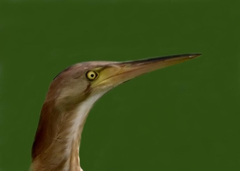 ヨシゴイ6000(6976)