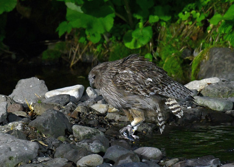 シマフクロウ♀1400