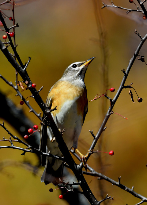 マミチャジナイ0719