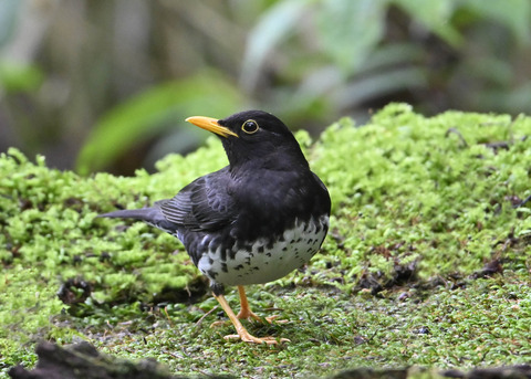 クロツグミ♂4041