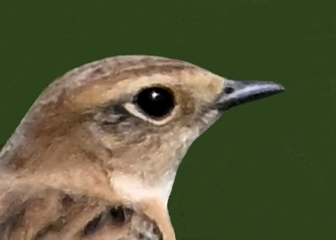 ノビタキ♀0002