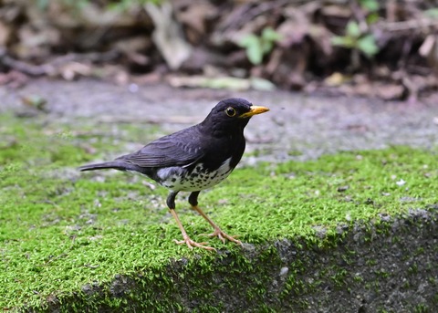 クロツグミ♂6985