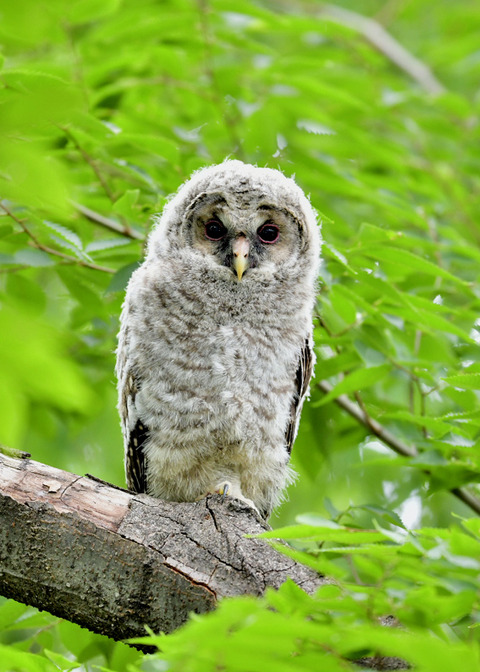 フクロウのヒナ1156