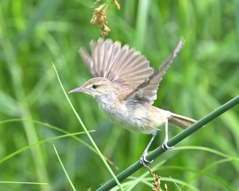 オオヨシキリ7492