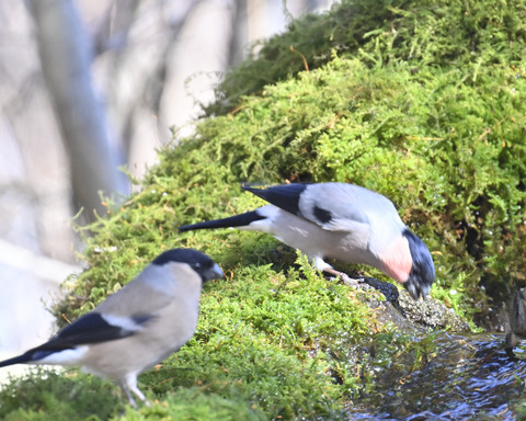 アカウソ♂・♀0674