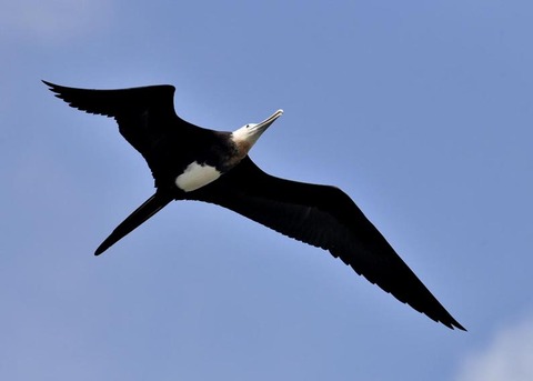 オオグンカンドリB4751