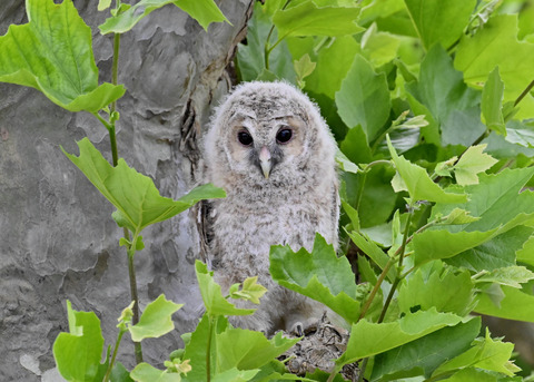 フクロウの雛6125