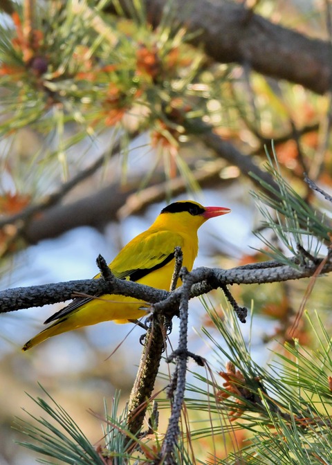 コウライウグイス2919