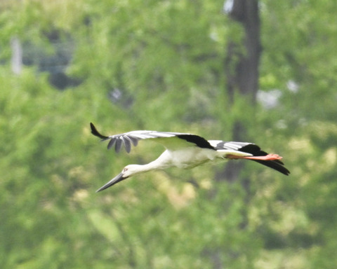 飛ぶコウノトリ0103