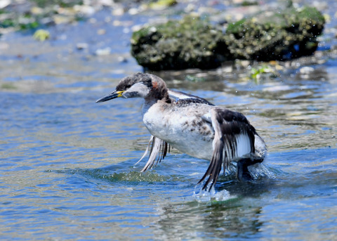 ｱｶｴﾘｶｲﾂﾌﾞﾘ7625