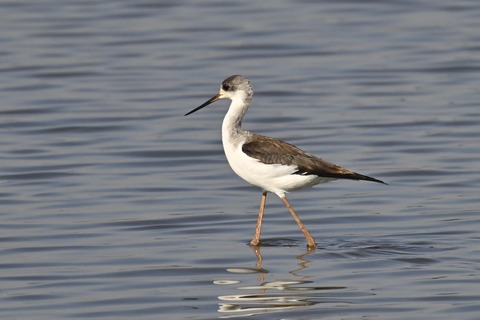 セイタカシギ幼鳥2839