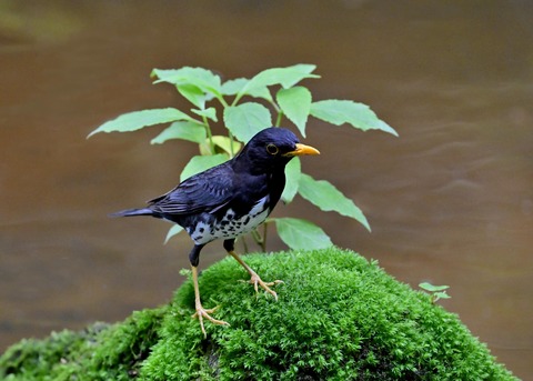 クロツグミ♂6875