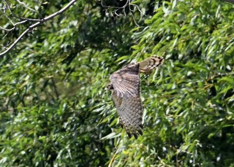 サシバ♀3349