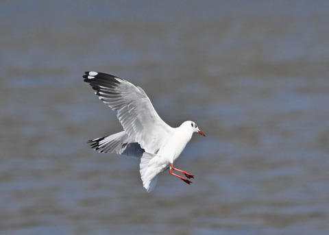 チャガシラカモメ3446