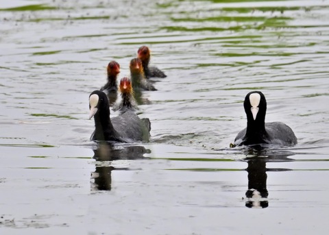 オオバン親子8670