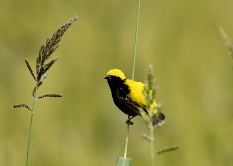 オウゴンチョウ1269