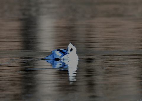 ミコアイサ♂8316