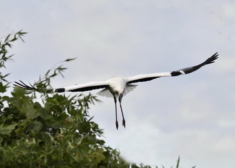 飛ぶ・コウノトリ3071