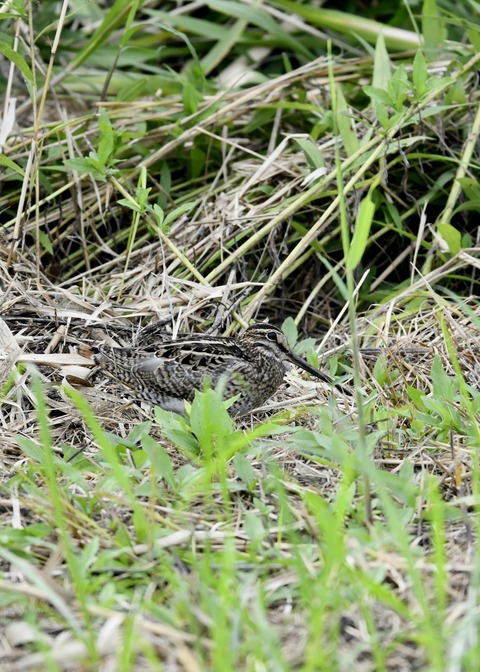 チュウジシギ3409