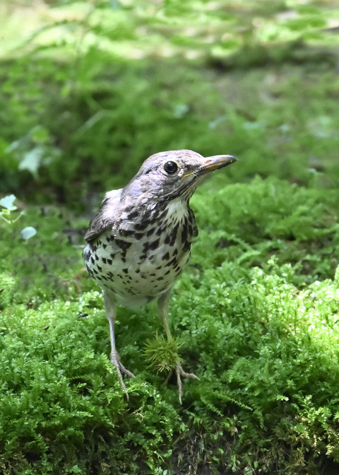 クロツグミ♀幼鳥3487