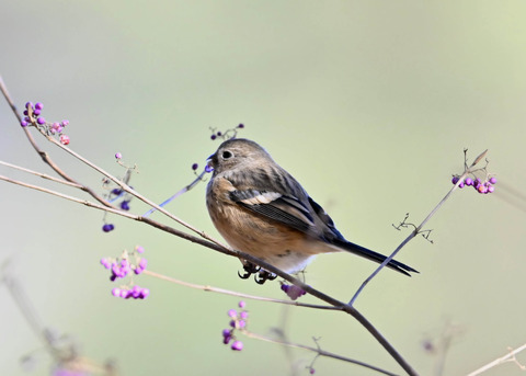 ベニマシコ♀1492