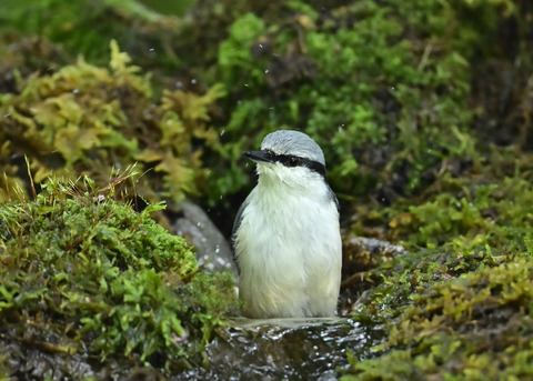 ゴジュウカラ1370