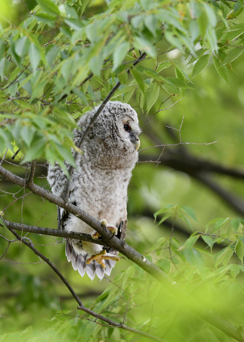 フクロウのヒナ②9147