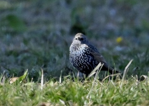 ホシムクドリ5379