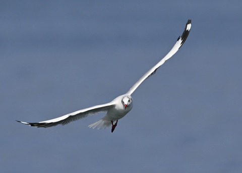 チャガシラカモメ3345